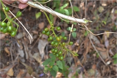 Tinospora sinensis